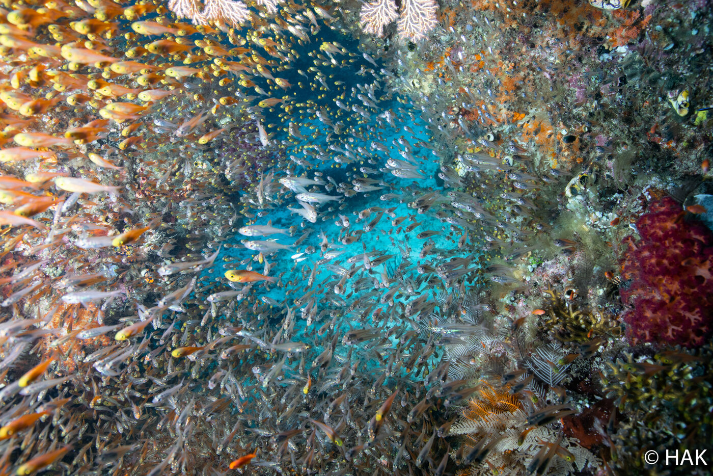 Fish over a coral reef in Indonesia